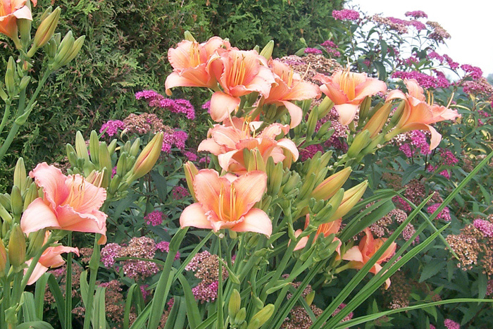 Little Delight