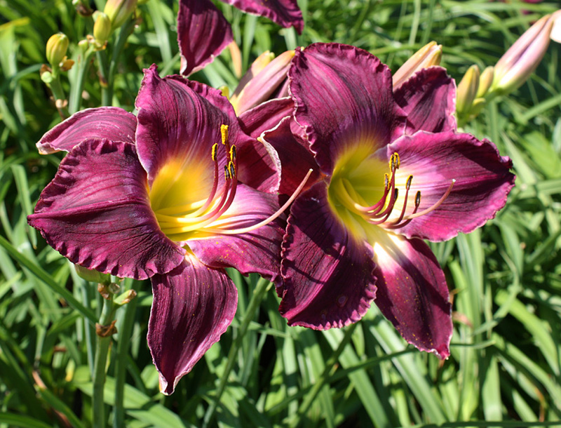 Purple Kaboom